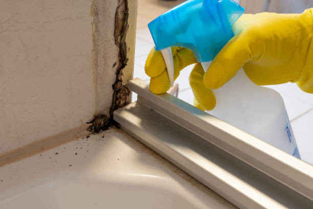 Best Black Mold Removal  in Northfield, KY