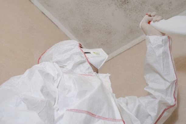 Home Mold Removal in Northfield, KY