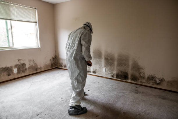 Certified Mold Removal in Northfield, KY