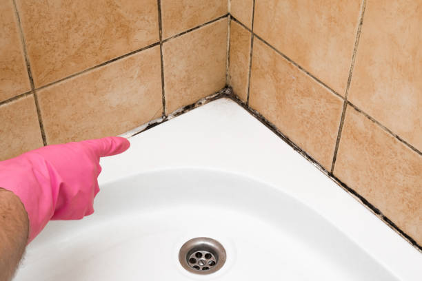 Attic Mold Removal in Northfield, KY