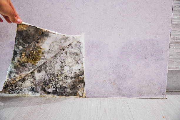 Best Mold Remediation  in Northfield, KY